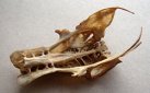 bird pelvic girdle