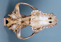 african hunting dog skull