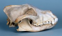 african hunting dog skull