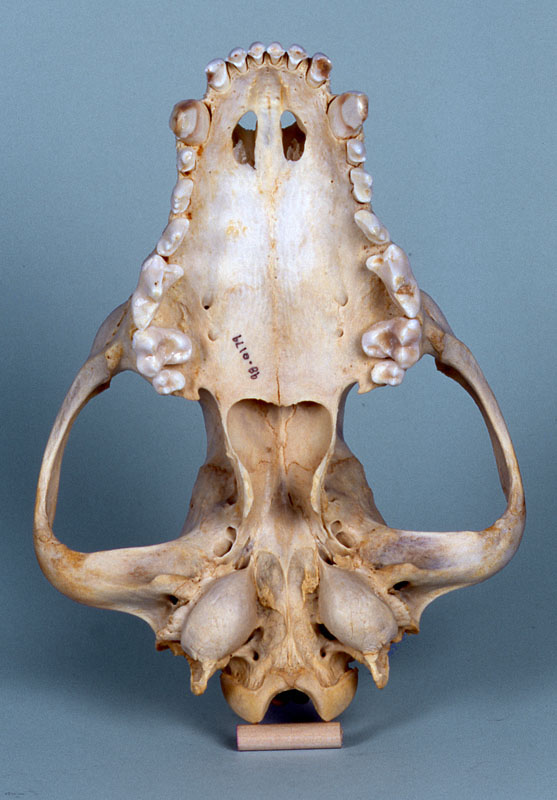 african hunting dog skull