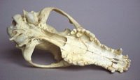 alsatian dog skull