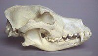 alsatian dog skull