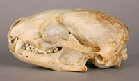american badger skull