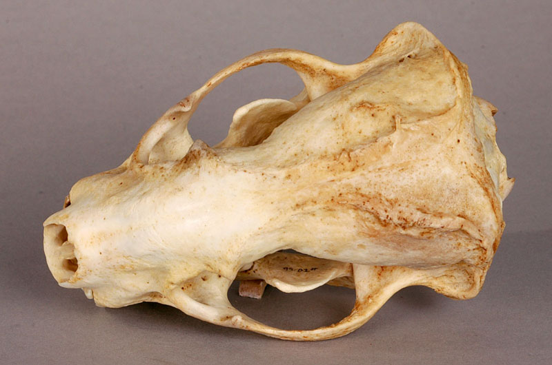 american badger skull