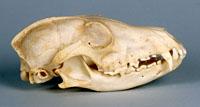 arctic fox skull