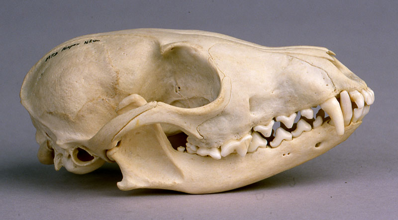 arctic fox skull