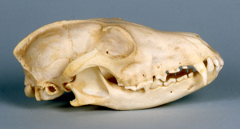 arctic fox skull