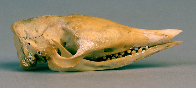 armadillo skull