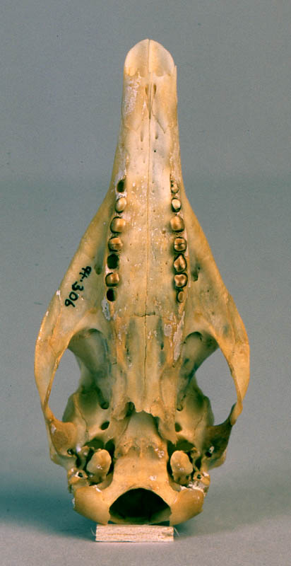 armadillo skull