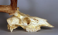 chital skull