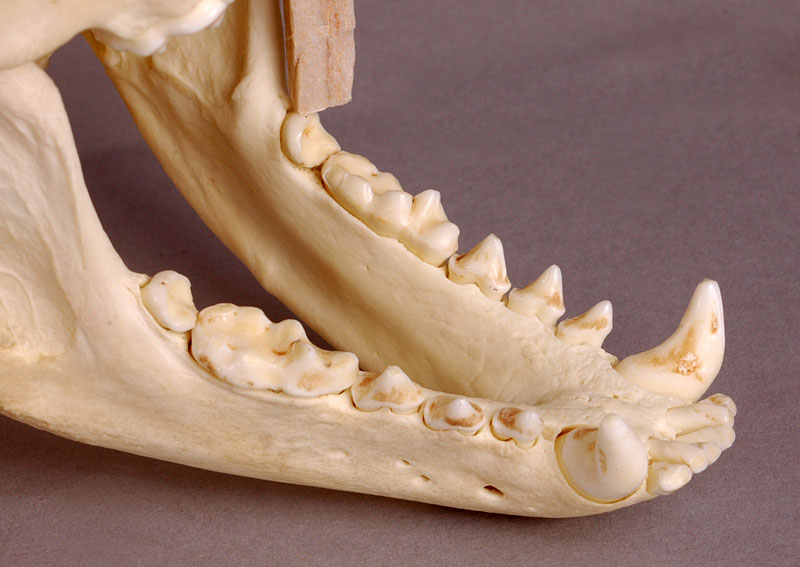 badger mandible