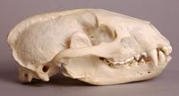 badger skull