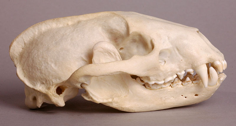 badger skull