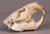 beaver skull