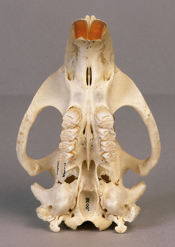 beaver skull