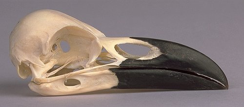 Raven With Skull