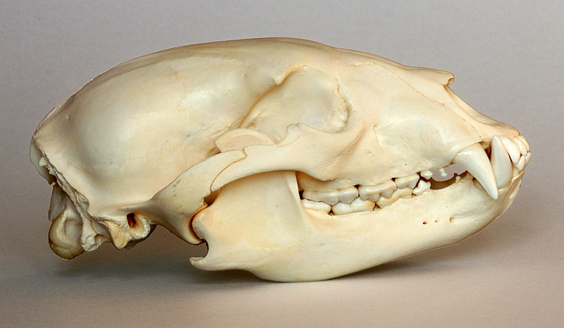 american black bear skull
