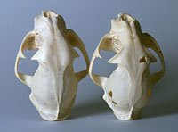 bobcat skulls