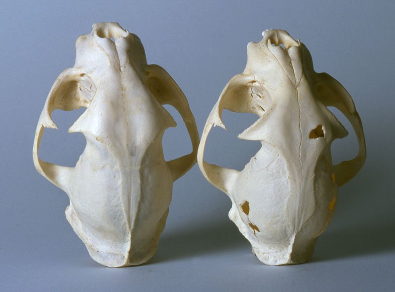 Bobcat skull