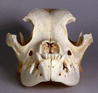boxer dog skull