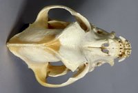 boxer dog skull