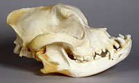 boxer dog skull