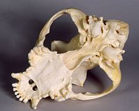 boxer dog skull