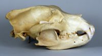 brown bear skull