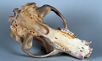 brown bear skull