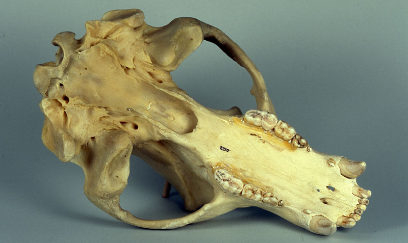 brown bear skull