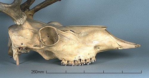 Caribou Skull