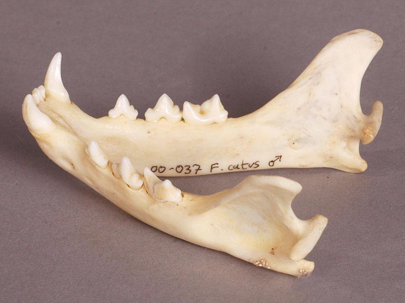 domestic cat jaw