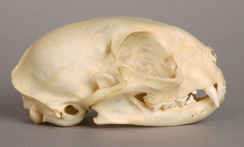 domestic cat skull