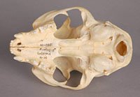 domestic cat skull