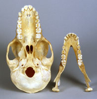 chacma baboon skull