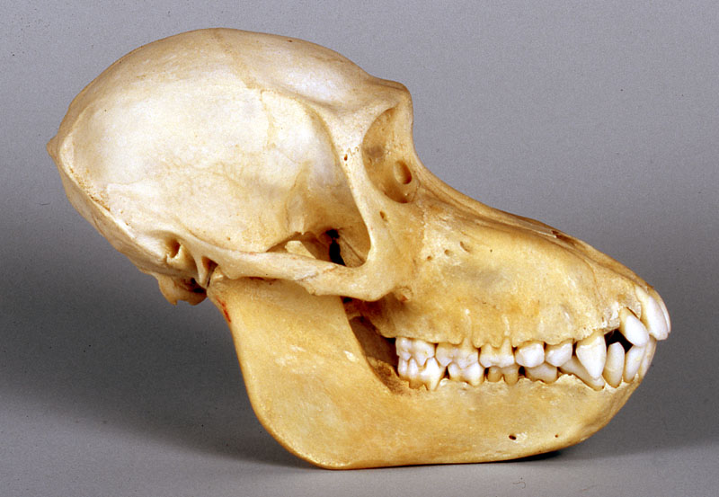 male chacma baboon skull