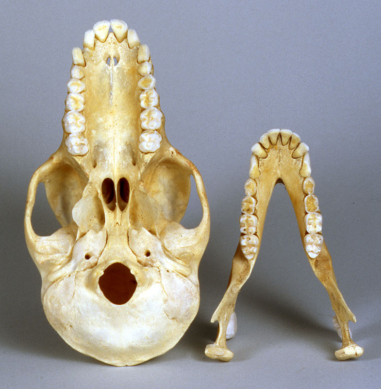 male chacma baboon skull