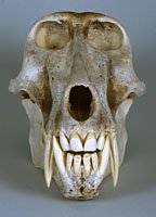 chacma baboon skull