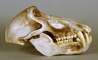 chacma baboon skull