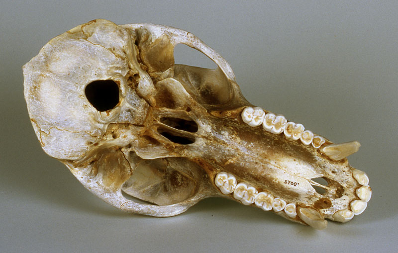 male chacma baboon skull