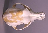 crested dog skull