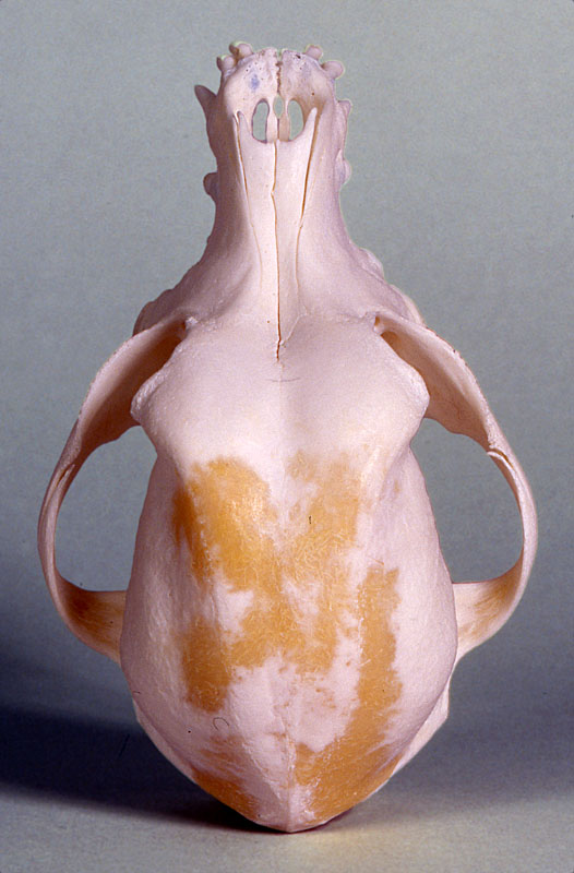 chinese crested dog skull