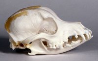 crested dog skull