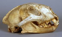 cougar skull