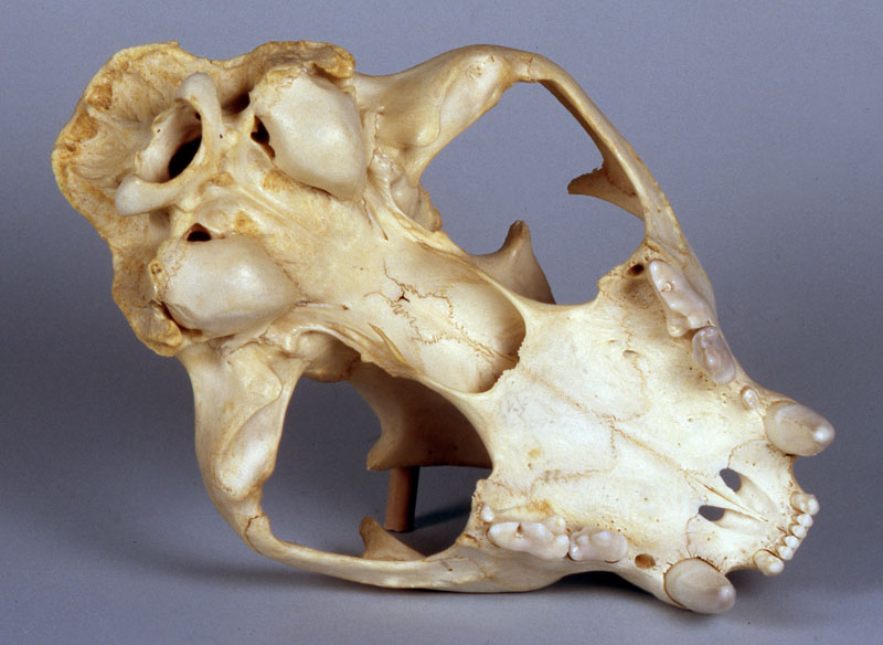 cougar skull