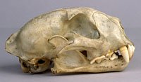 cougar skull