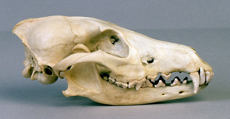 coyote skull