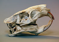 coypu skull