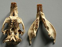 coypu skull