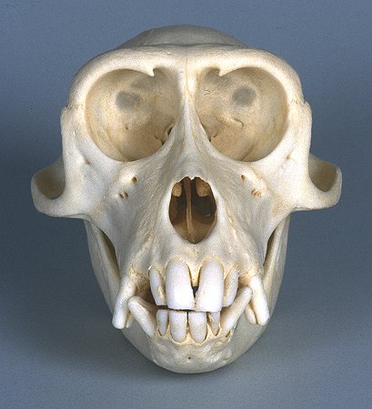 カニクイザル（Crab-eating Macaque） ♂　頭骨 Real Crab-eating Macaque Skeleton For Sale — Skulls
